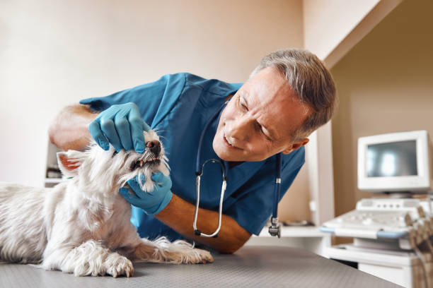 Best Emergency Root Canal Treatment in Butler, OH